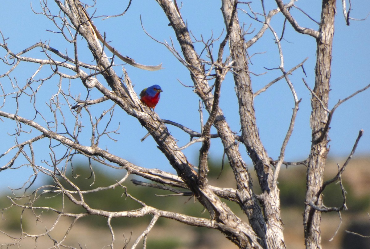 Painted Bunting - ML619792000