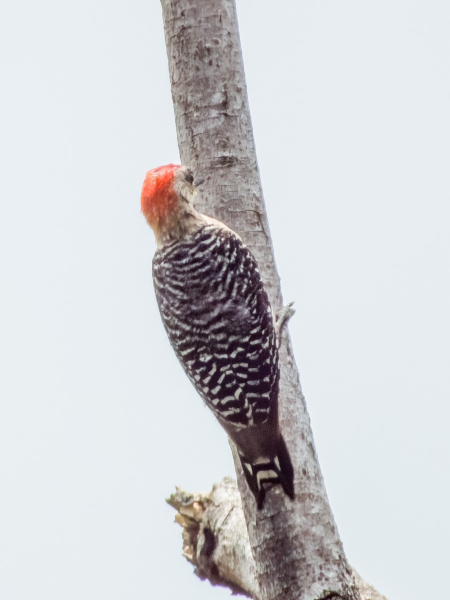 Red-crowned Woodpecker - ML619792020