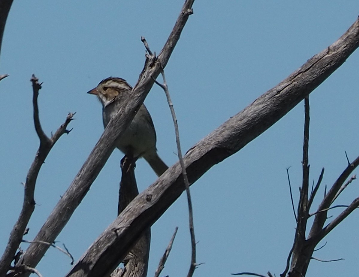 Clay-colored Sparrow - ML619792047