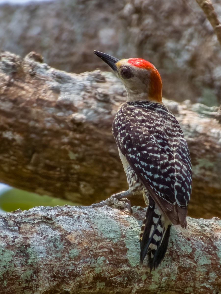 Red-crowned Woodpecker - ML619792059