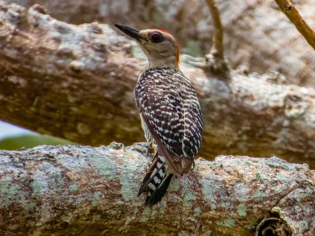 Red-crowned Woodpecker - ML619792062