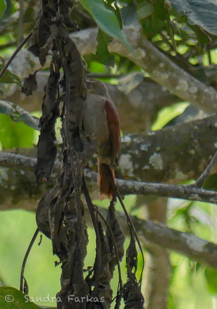 Line-cheeked Spinetail - ML619792074