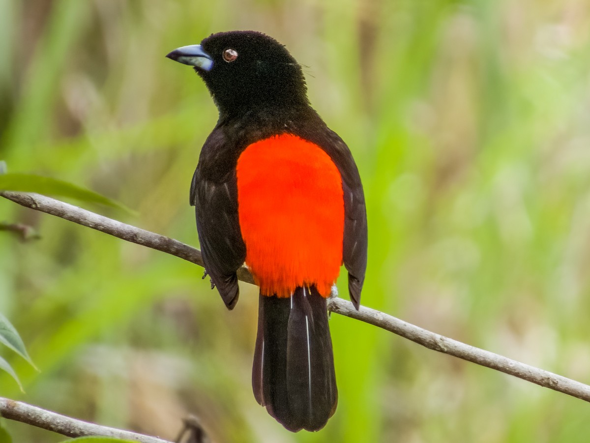 Scarlet-rumped Tanager - ML619792120