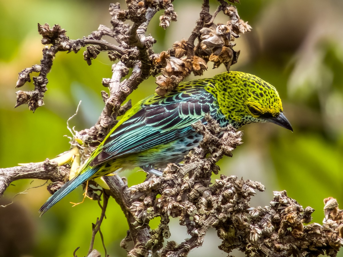 Speckled Tanager - ML619792130