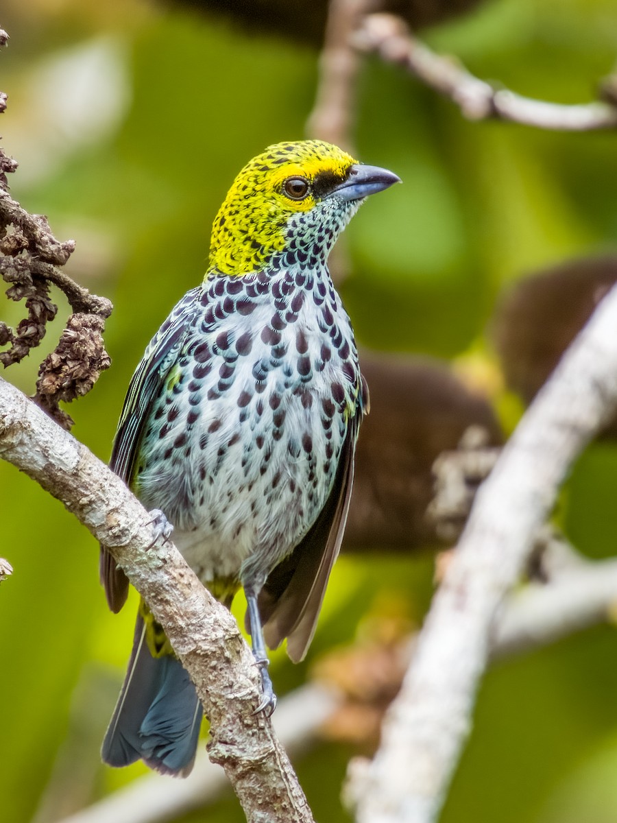 Speckled Tanager - ML619792133