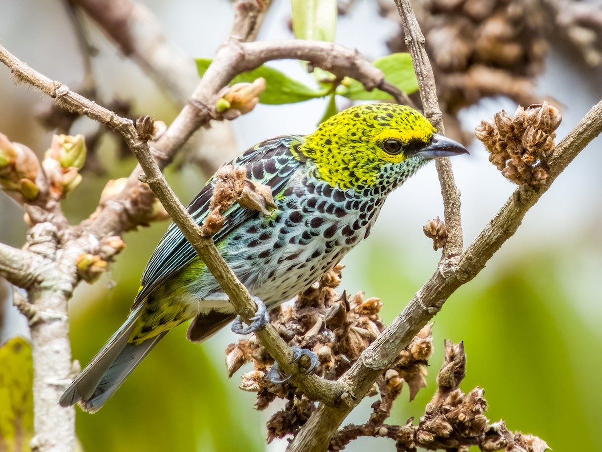 Speckled Tanager - ML619792135