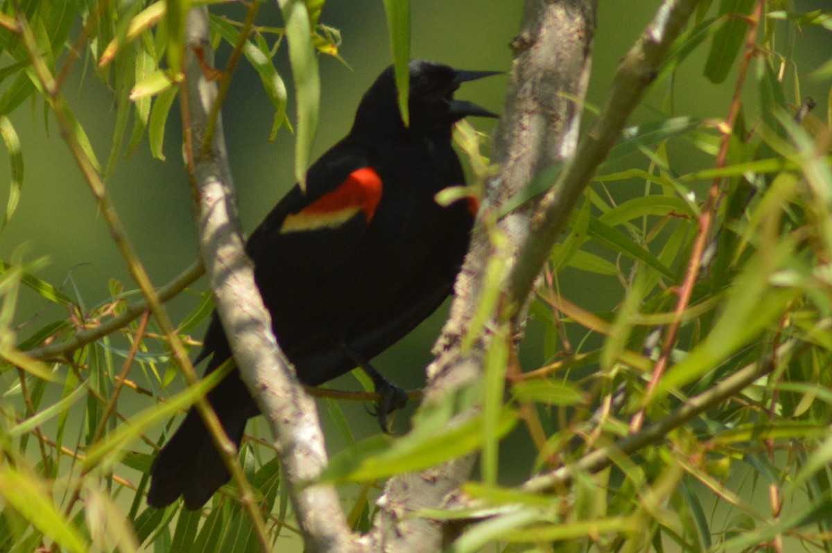 Red-winged Blackbird - ML619792136