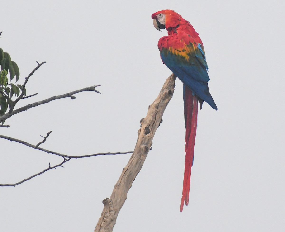 Scarlet Macaw - ML619792151