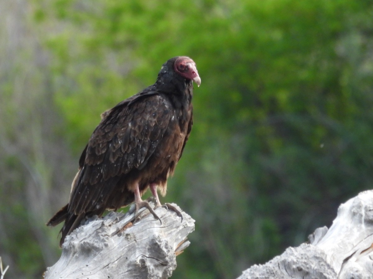 Turkey Vulture - ML619792166