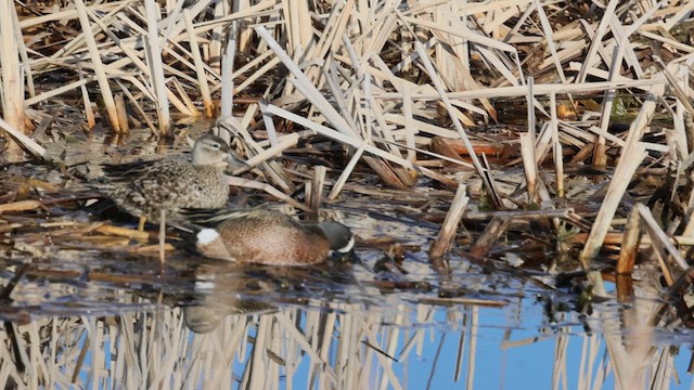 Blue-winged Teal - ML619792239