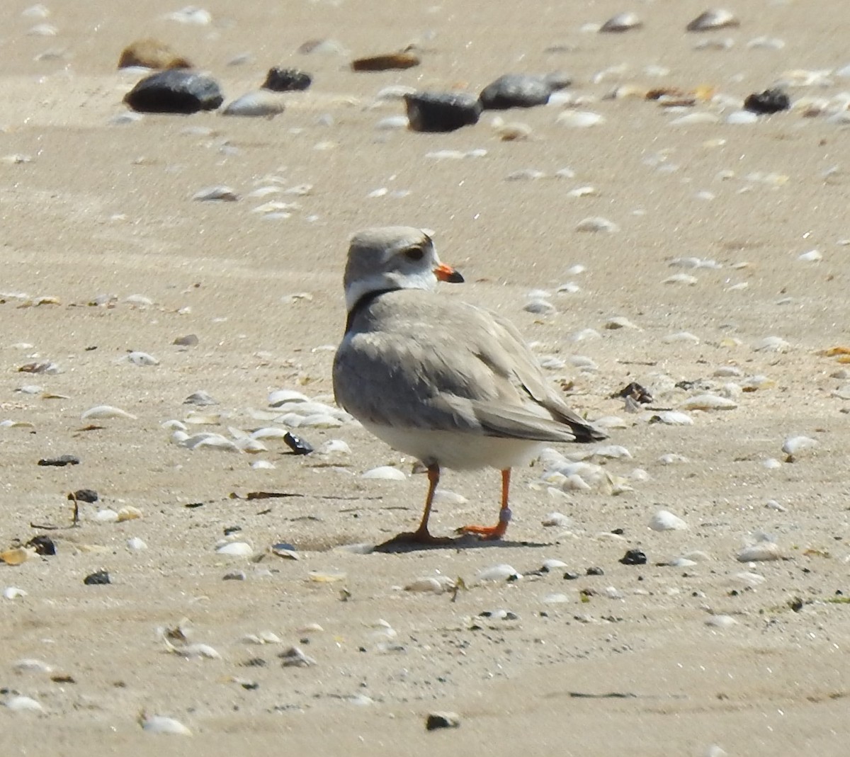Piping Plover - ML619792265