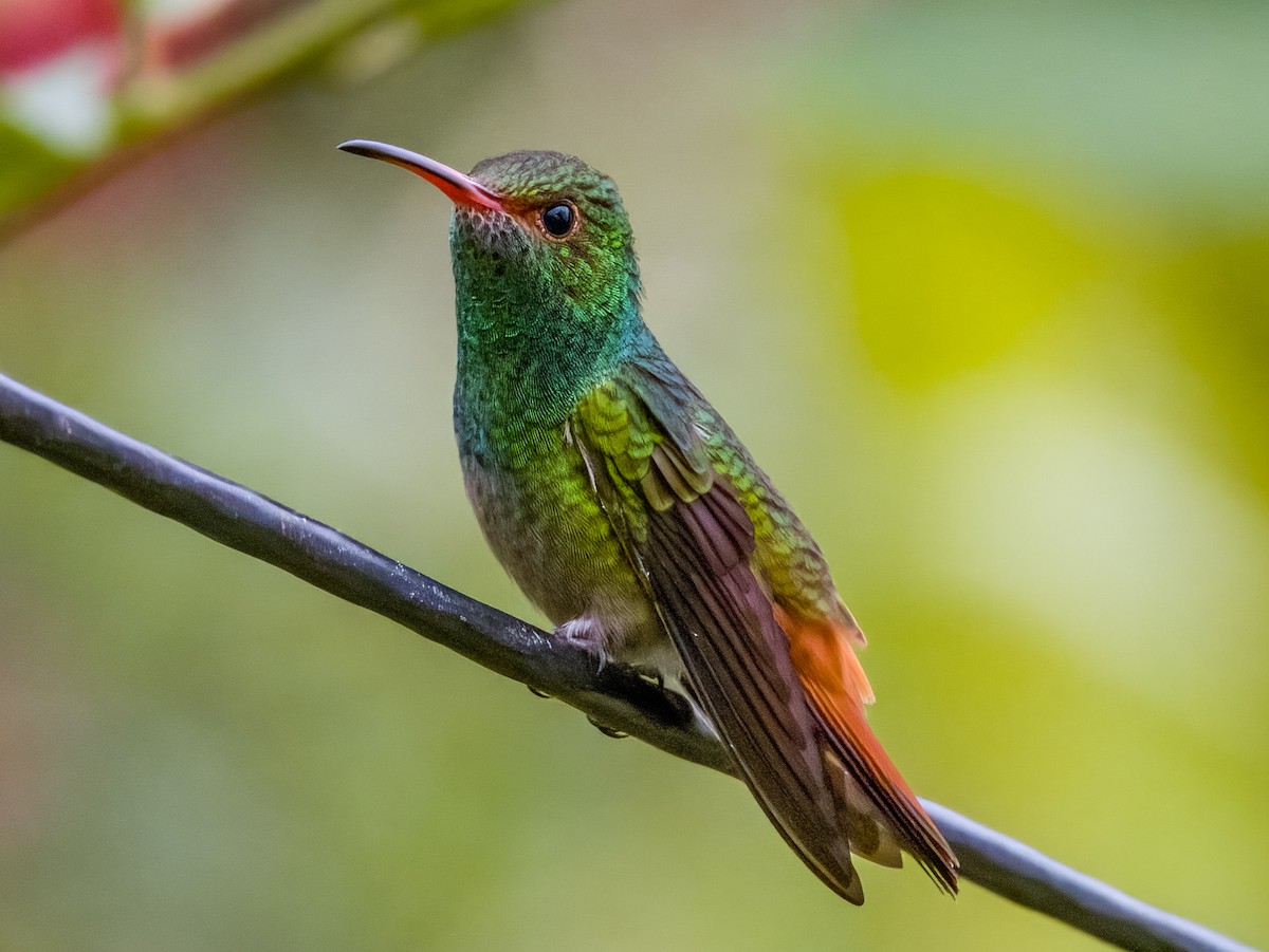 Rufous-tailed Hummingbird - ML619792270