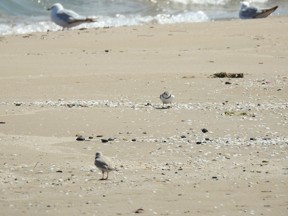 Piping Plover - ML619792287