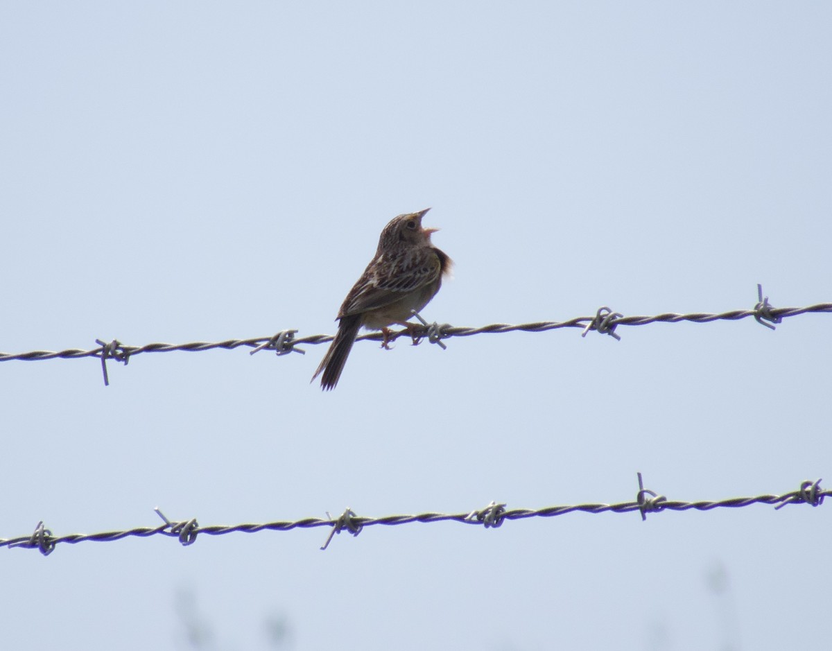 Grasshopper Sparrow - ML619792323