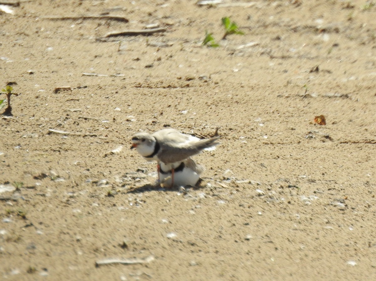 Piping Plover - ML619792324