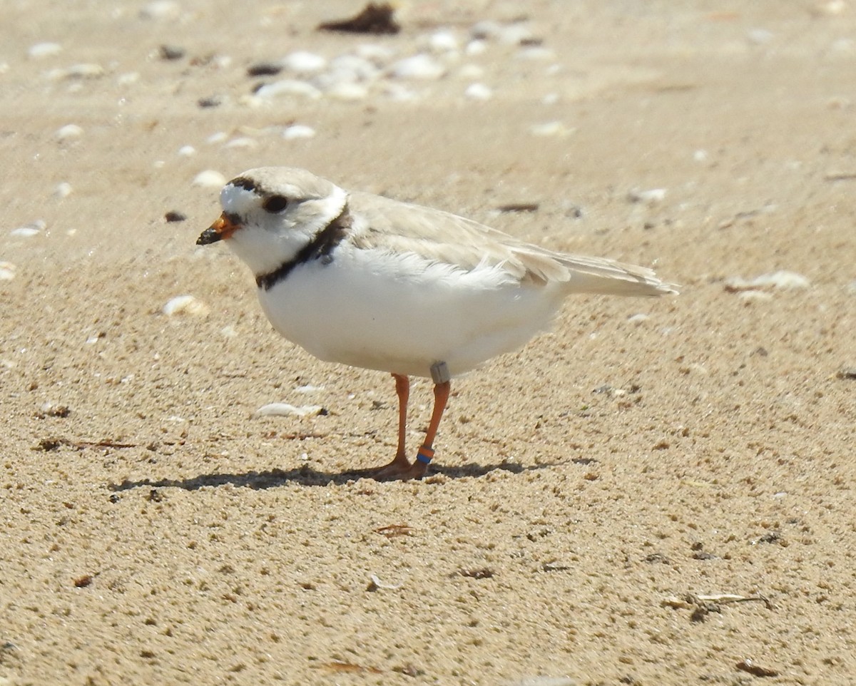 Piping Plover - ML619792326