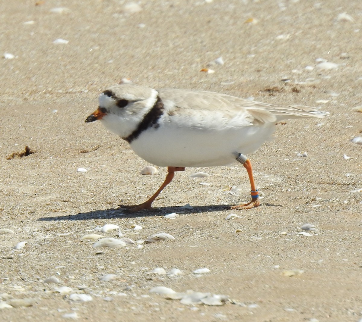 Piping Plover - ML619792332