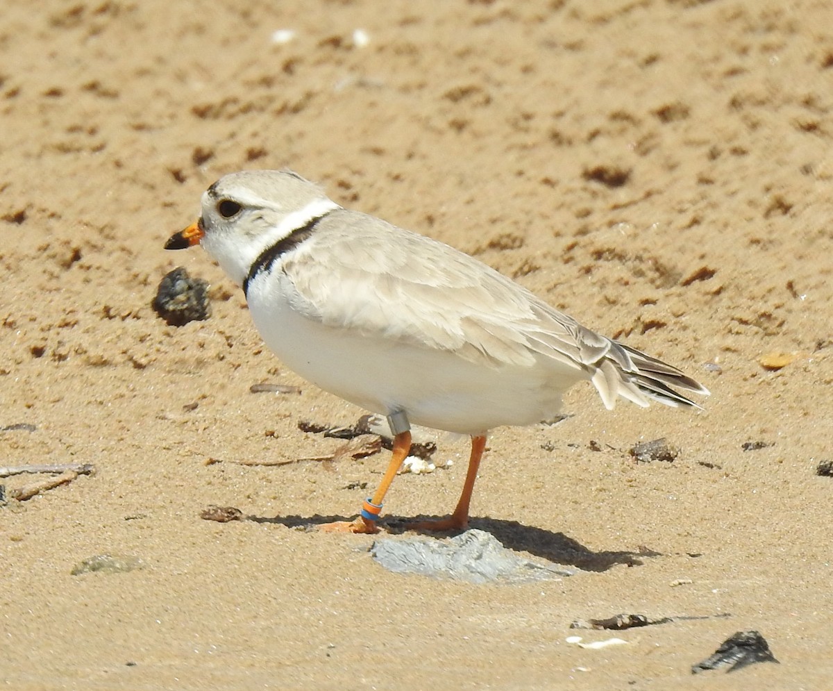 Piping Plover - ML619792345
