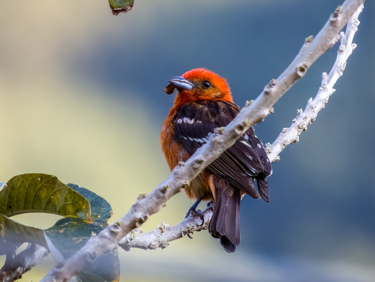 Flame-colored Tanager - ML619792353