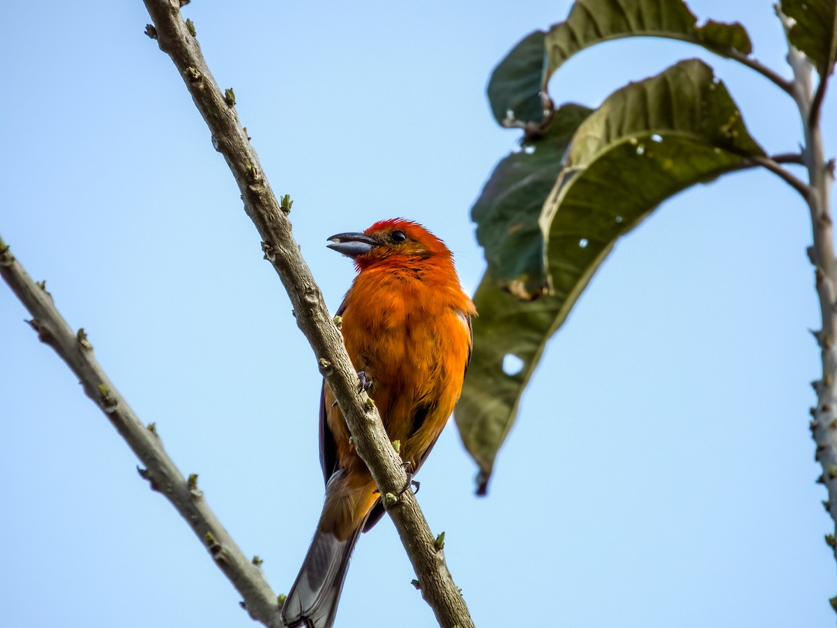 Flame-colored Tanager - ML619792374