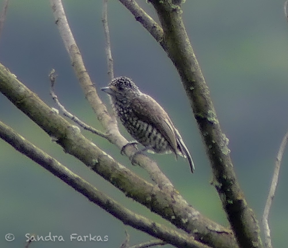 Speckle-chested Piculet - ML619792426