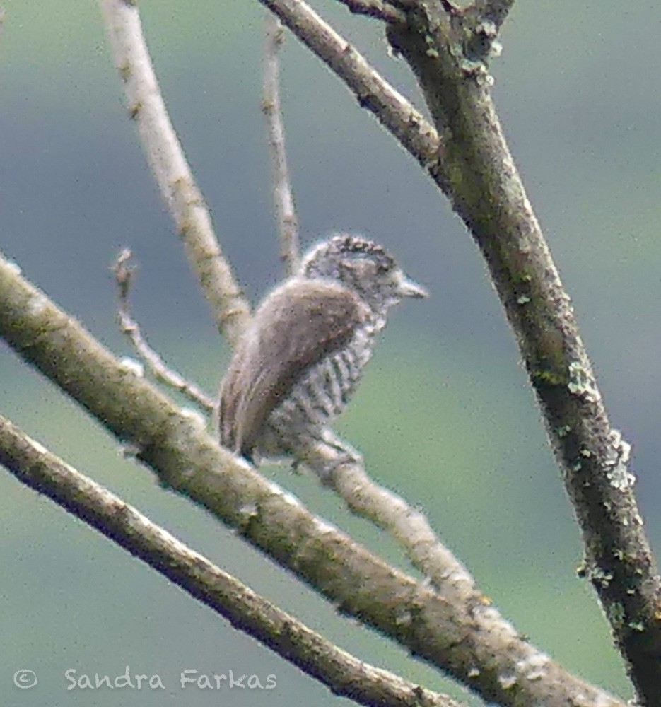 Speckle-chested Piculet - ML619792428