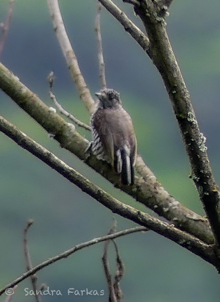 Speckle-chested Piculet - ML619792430