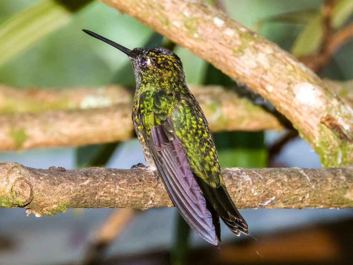 Talamanca Hummingbird - ML619792433