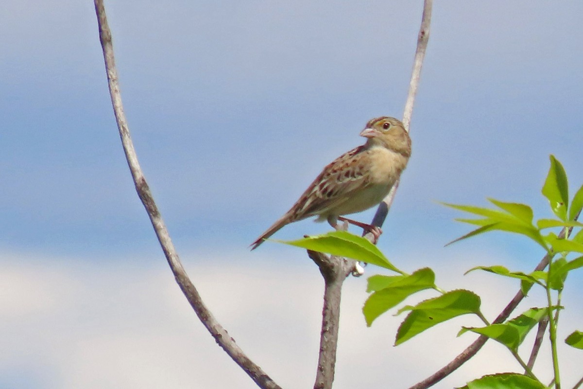 Grasshopper Sparrow - ML619792444