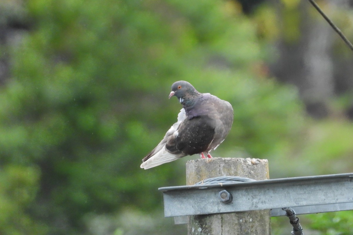 Pigeon biset (forme domestique) - ML619792447