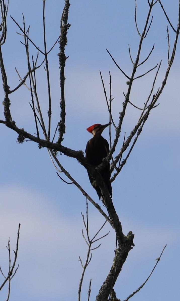 Pileated Woodpecker - ML619792462