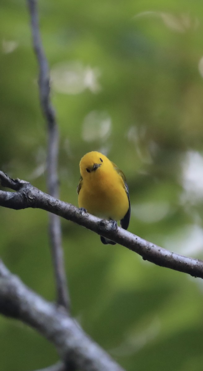 Prothonotary Warbler - ML619792481