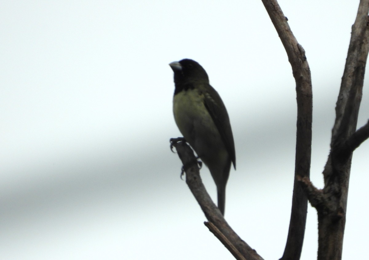 Yellow-bellied Seedeater - ML619792482