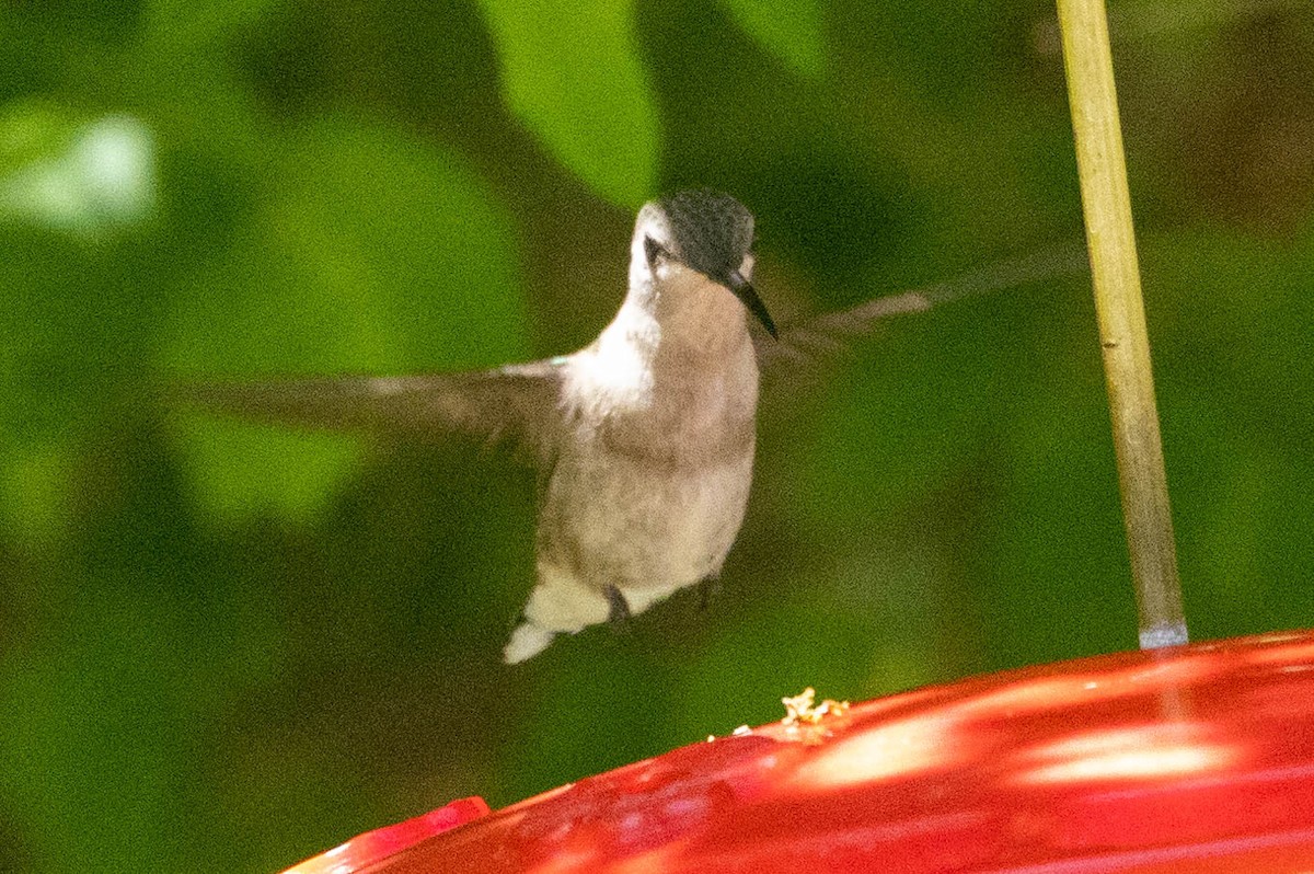 Anna's Hummingbird - ML619792493