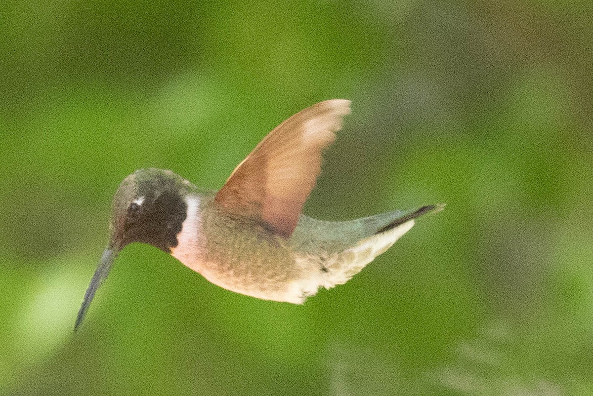 Black-chinned Hummingbird - ML619792497