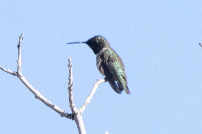 Black-chinned Hummingbird - ML619792507