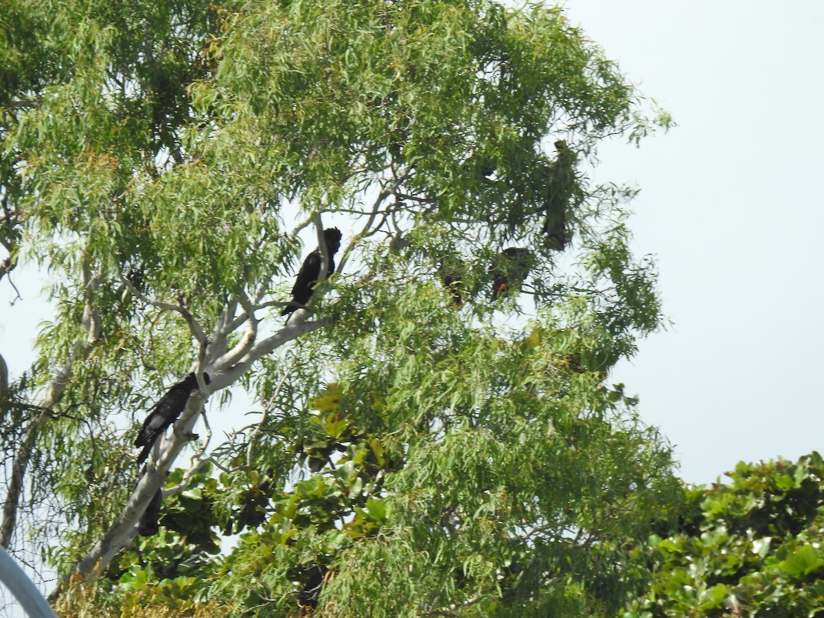 Red-tailed Black-Cockatoo - ML619792541