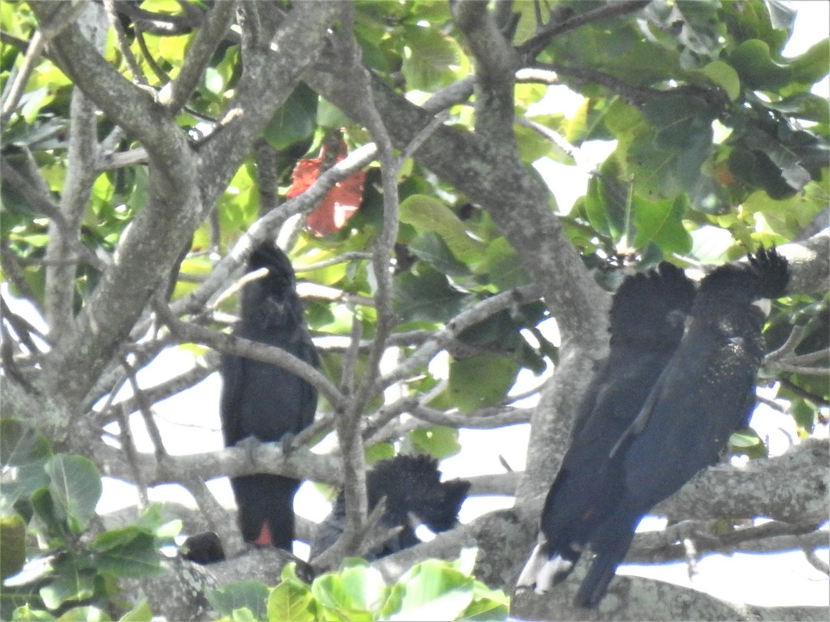 Red-tailed Black-Cockatoo - ML619792555