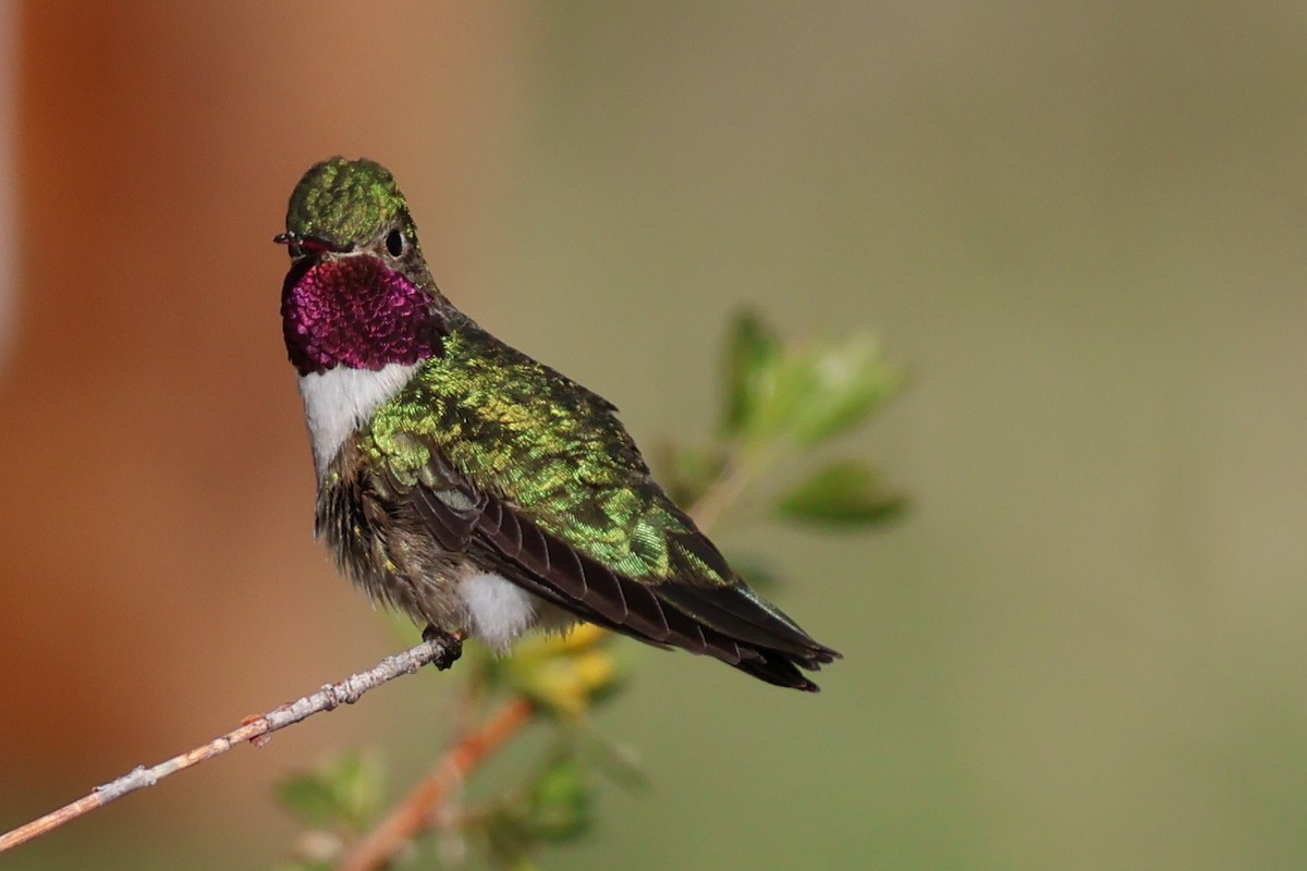 Broad-tailed Hummingbird - ML619792596
