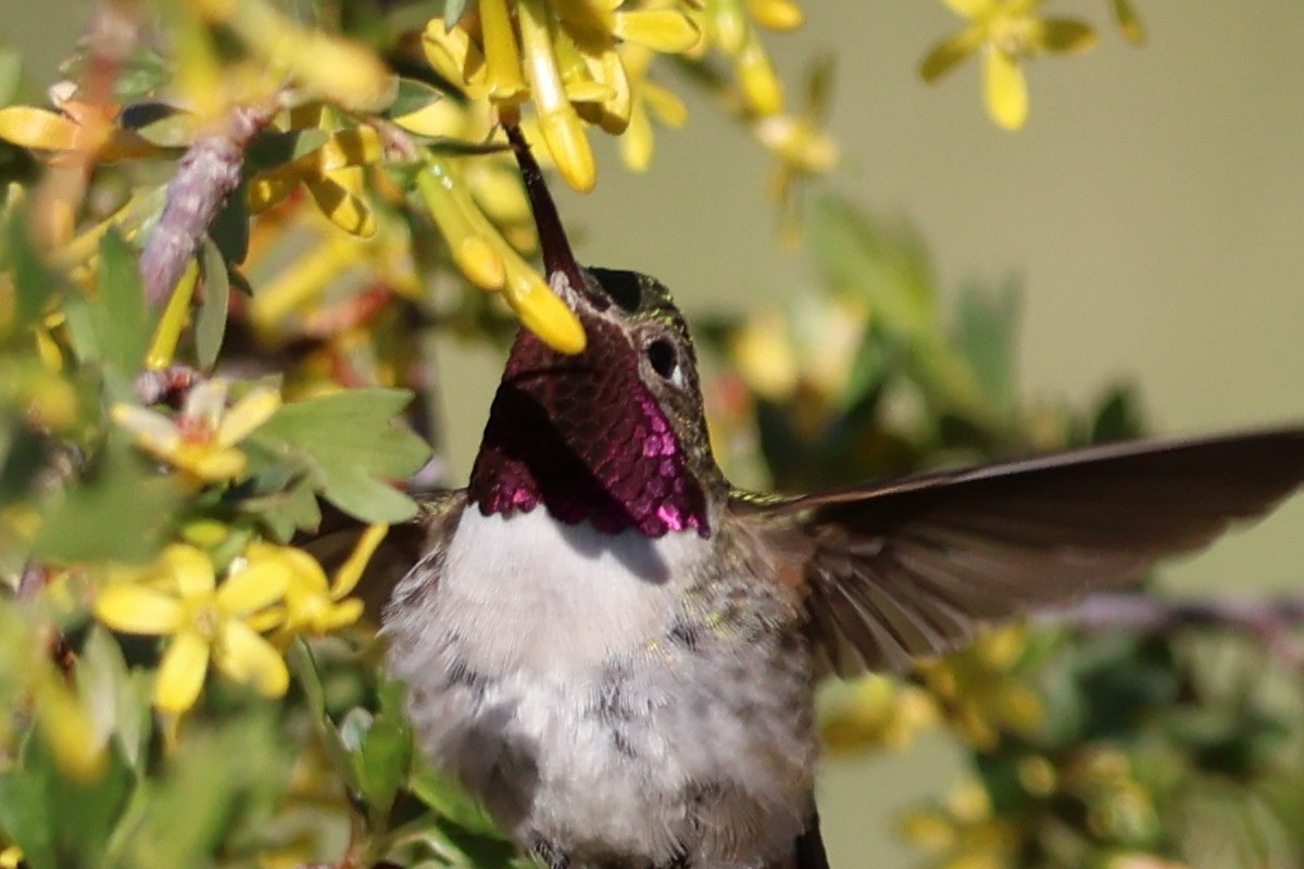Broad-tailed Hummingbird - ML619792597