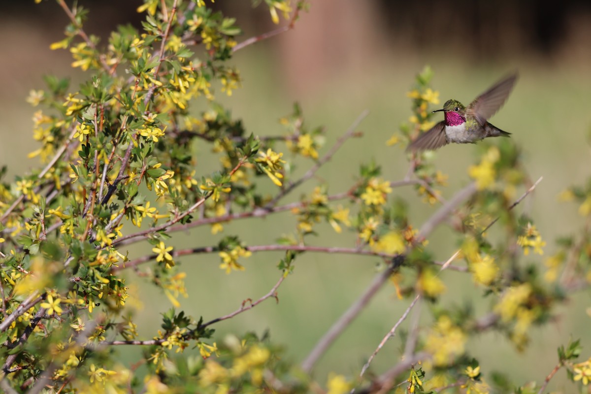 Broad-tailed Hummingbird - ML619792599