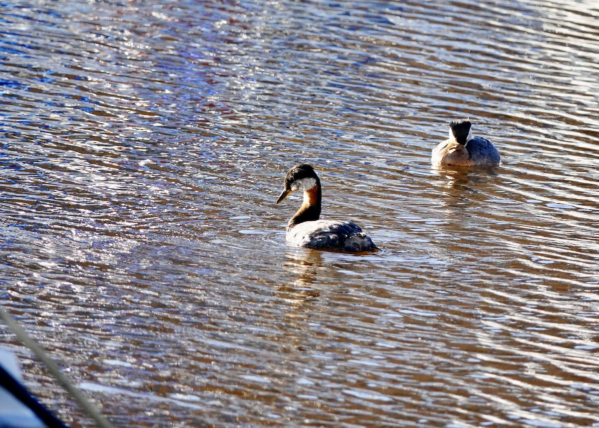 Red-necked Grebe - ML619792605