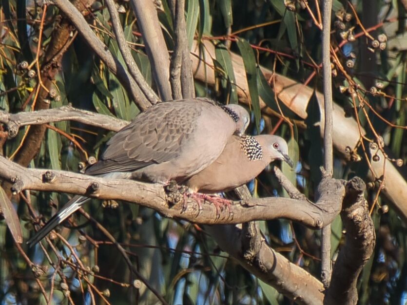 Spotted Dove - ML619792621