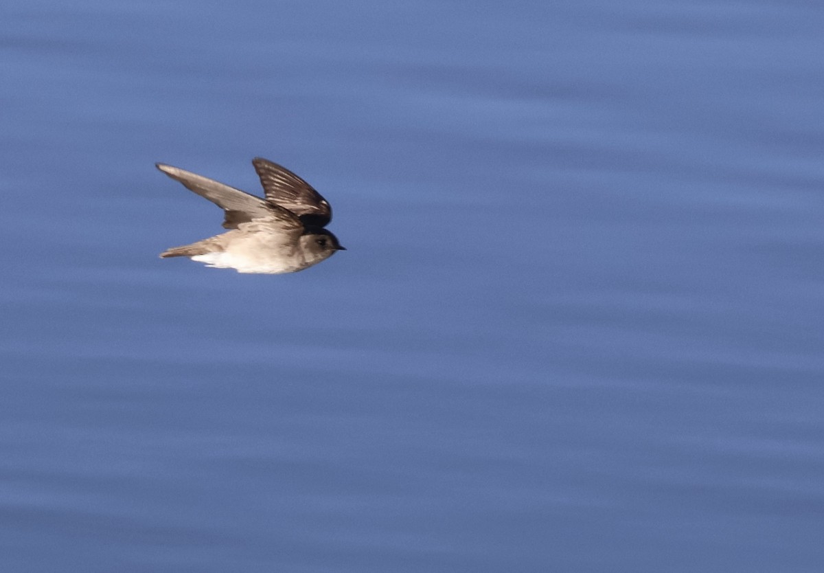 Northern Rough-winged Swallow - ML619792625