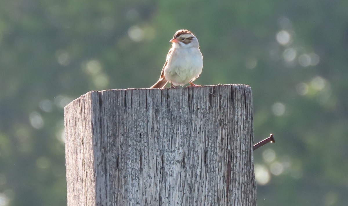 Clay-colored Sparrow - ML619792671