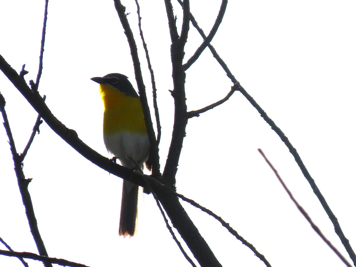 Yellow-breasted Chat - ML619792716