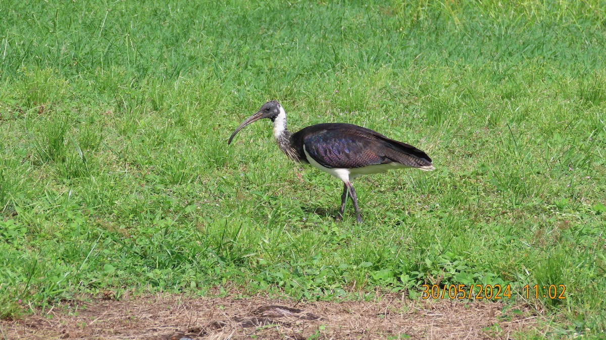 ibis slámokrký - ML619792795