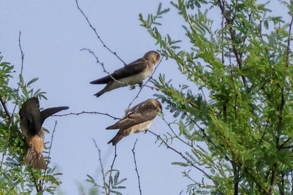 Northern Rough-winged Swallow - ML619792807