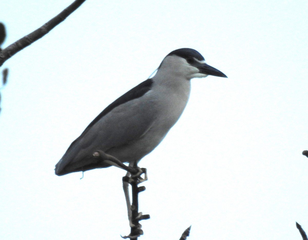 Black-crowned Night Heron - ML619792852