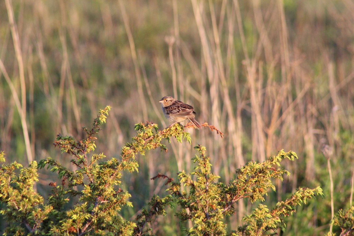 Grasshopper Sparrow - ML619792869